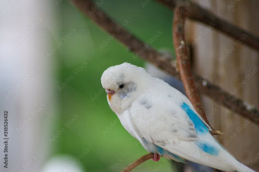 parakeet on a branch