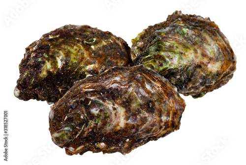Tableau sur toile Raw closed Pacific oysters