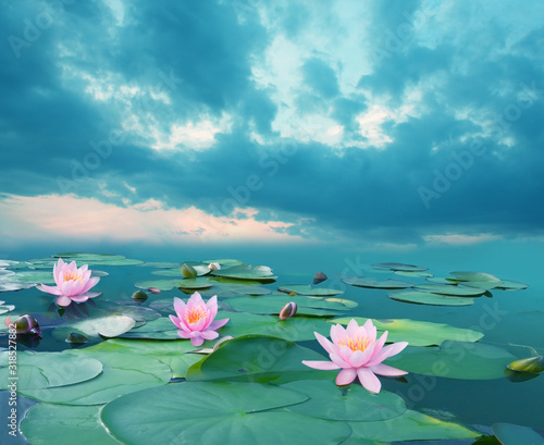 Beautiful summer landscape with pink lilies. Lake with water lily flowers. Blooming waterlily nymphaea flowers in pond