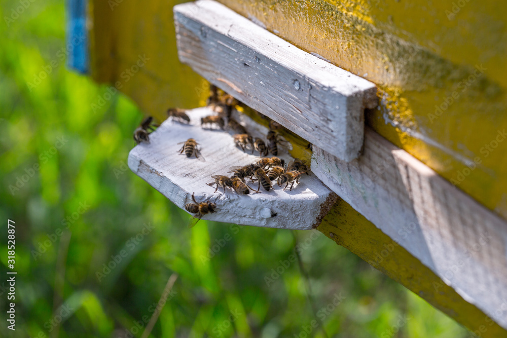 Honey bees swarm in the hive. Workers bees arrive and fly away, guard bees guard the entrance from violators. Honey bees swarm in the hive. Workers bees arrive and fly away, guard bees guard the entrance from violators.