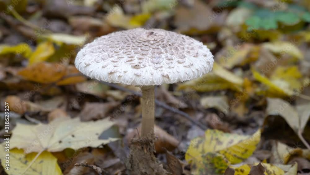parasol mushroom,a tall Macrolepiota mushroom grows in the forest parasol mushroom,a tall Macrolepiota mushroom grows in the forest