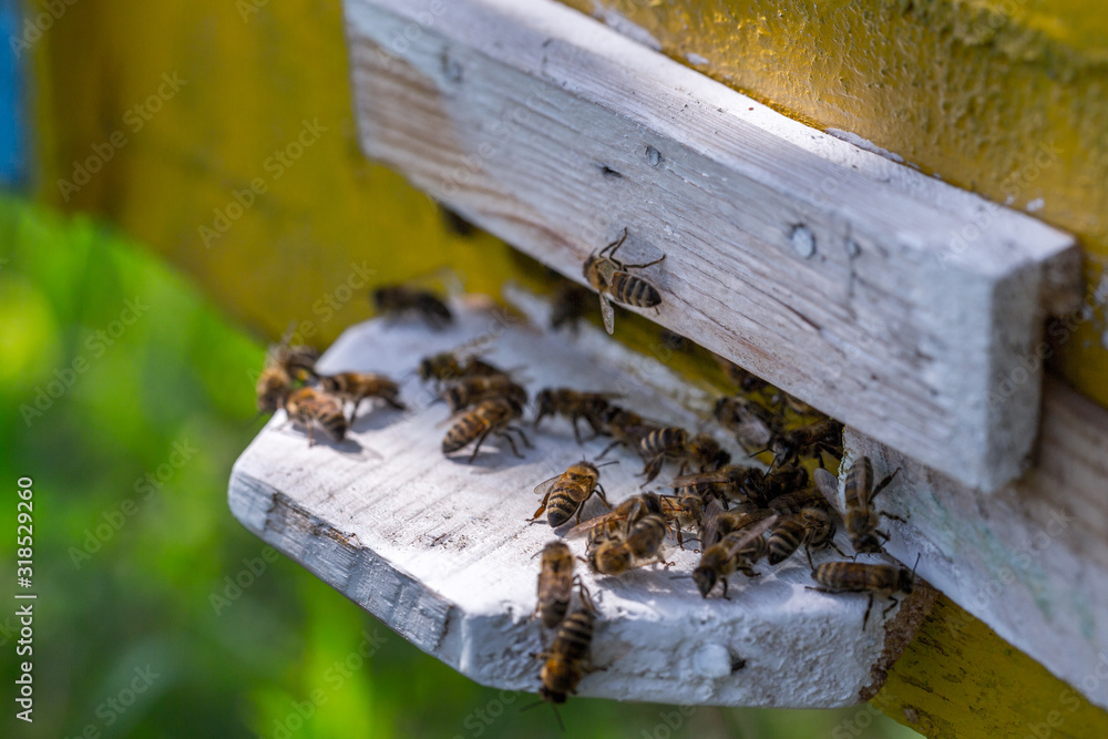 Honey bees swarm in the hive. Workers bees arrive and fly away, guard bees guard the entrance from violators. Honey bees swarm in the hive. Workers bees arrive and fly away, guard bees guard the entrance from violators.