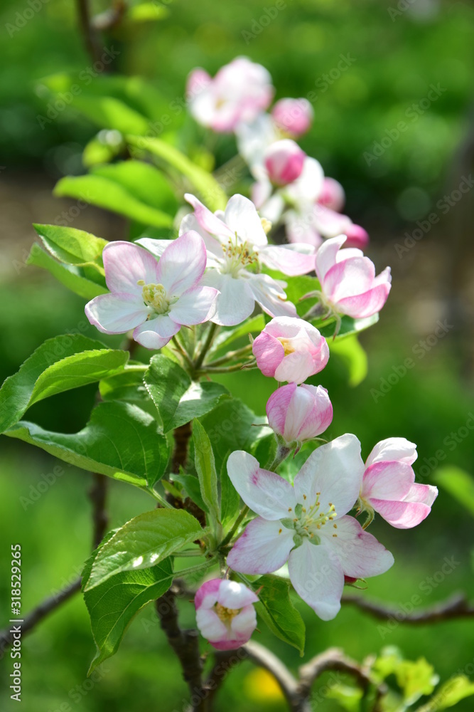 Apfelbaumblüten - Apfelbaum mit Blüten im Frühling in Lana bei Meran in Südtirol