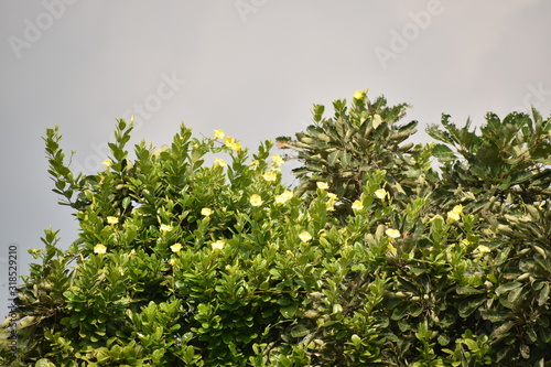 A beautiful and small yellow colored flower with leaves on background of sky, fresh look of small flowers in india