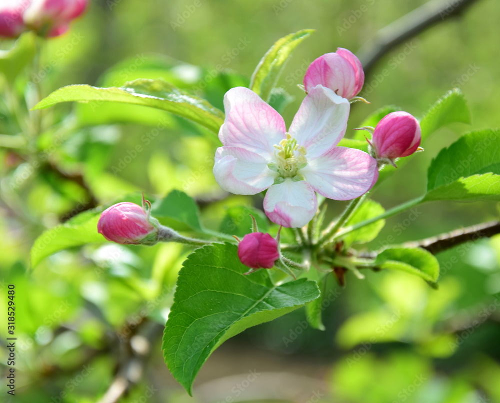Obraz premium Apfelbaum - Blüten - Apfelblüten im Frühling in Südtirol