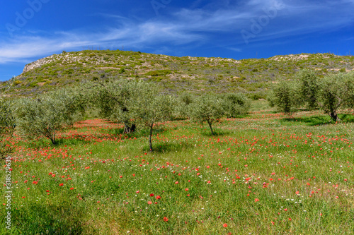 Spring beautiful landscape . (Alt Emporda, near Reservoir of Boadella, Spain, Catalonia) photo