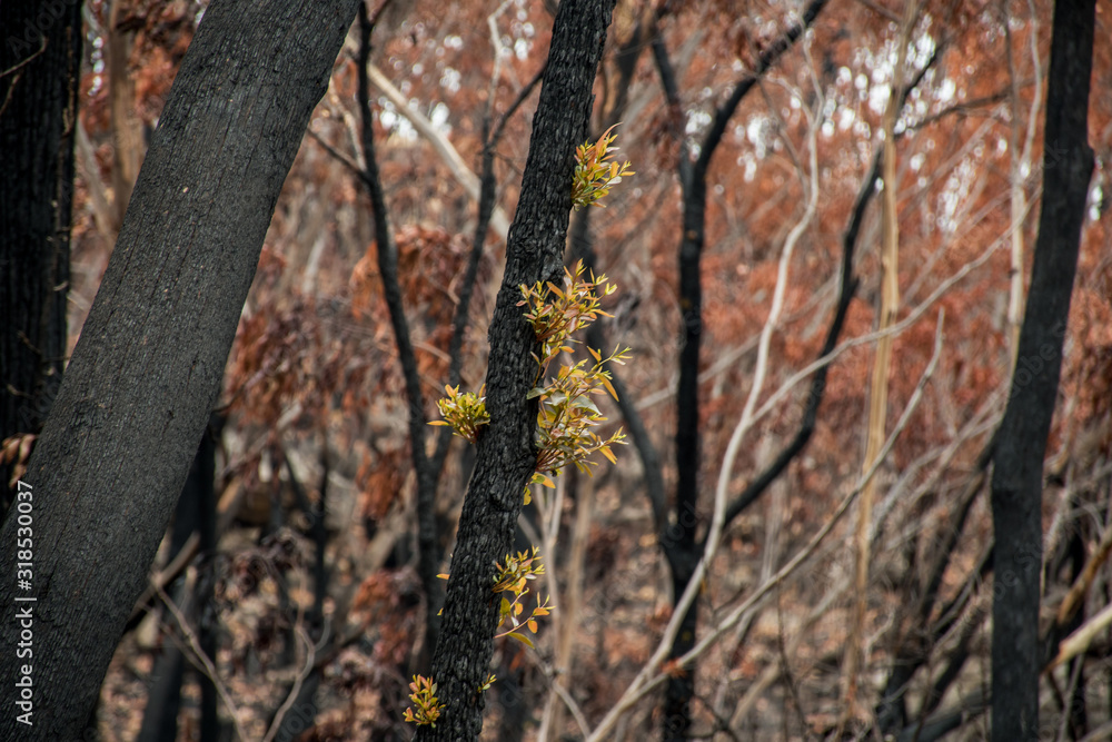 Australian bushfires aftermath: eucalyptus trees recovering after severe fire damage. Eucalyptus can survive and re-sprout from buds under their bark or from a lignotuber at the base of the tree.
