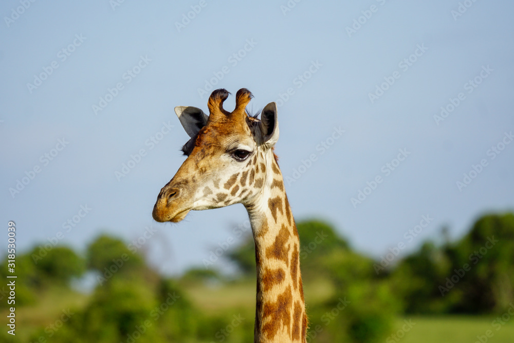 Obraz premium Safari