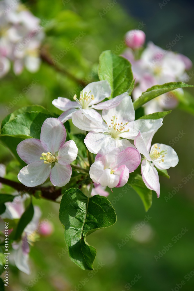 Apfelbaum Blütezeit - Apfelblüten im Sonnenschein