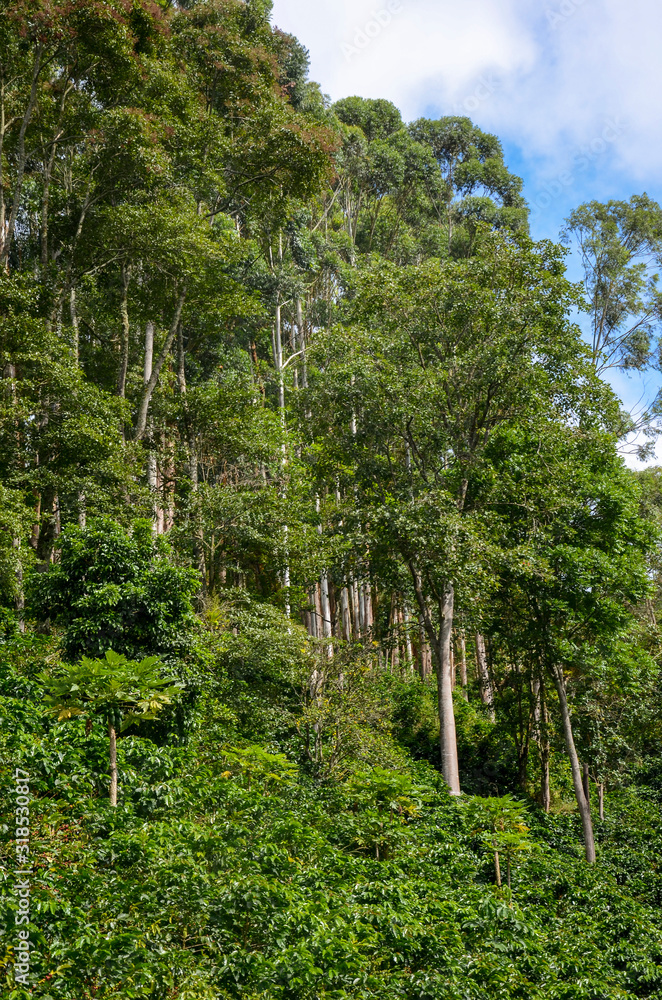 tall trees providing shadow to coffee crop tall trees providing shadow to coffee crop