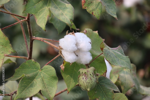 Cotton field plantation texture background with green leaves