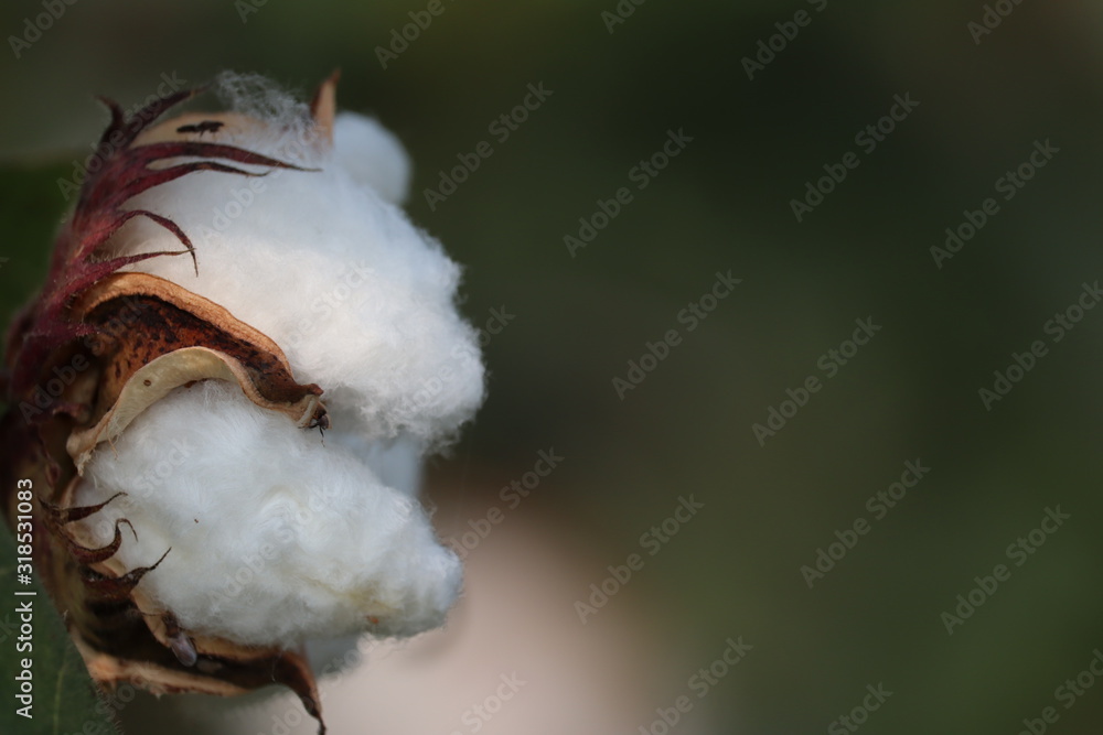 Cotton plant in the field with blur background Cotton plant in the field with blur background