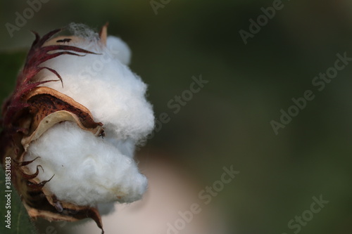 Cotton plant in the field with blur background