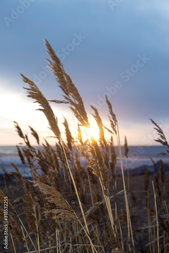 dry reeds with fluffy tops against the background of the setting sun and dark stormy sky
