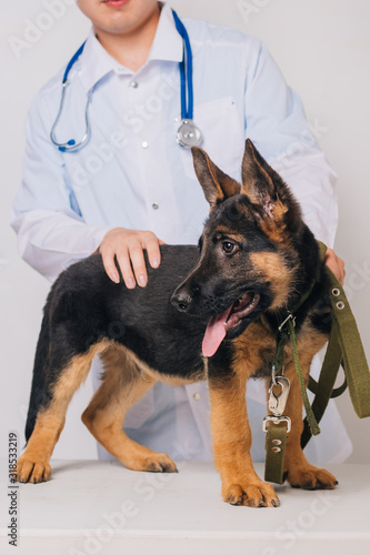 Shepherd puppy close-up. A dog is standing on the vet's desk. Vet inspection