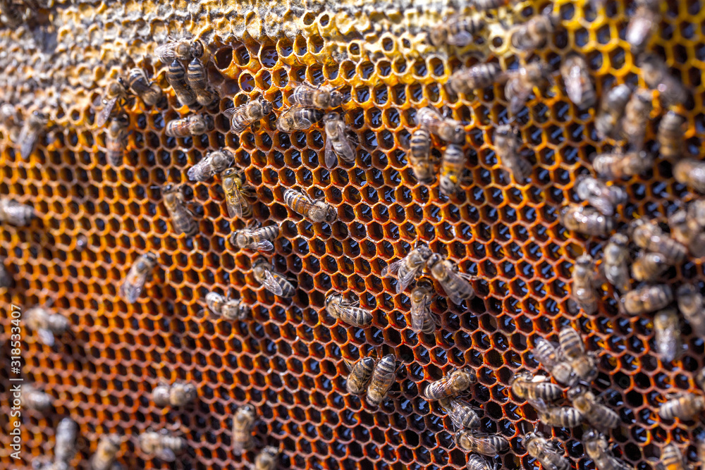Honey bees removed from the hive for inspection by a beekeeper. The ...