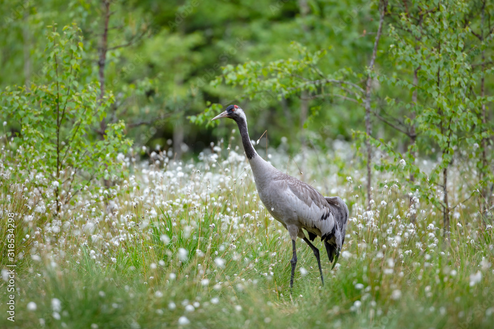 Fototapeta premium Common crane summer. Birdwatching 