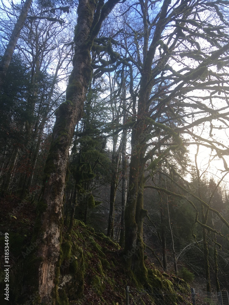 Naklejka premium mysterious mossy maple trees for flora at humid valley river