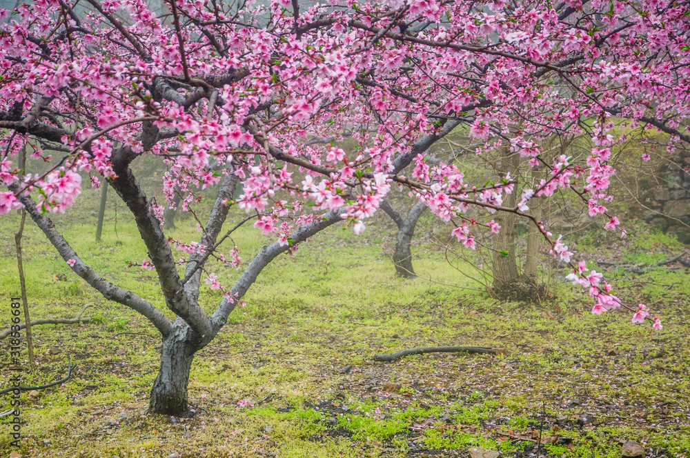 Peach flowers in the countryside Peach flowers in the countryside