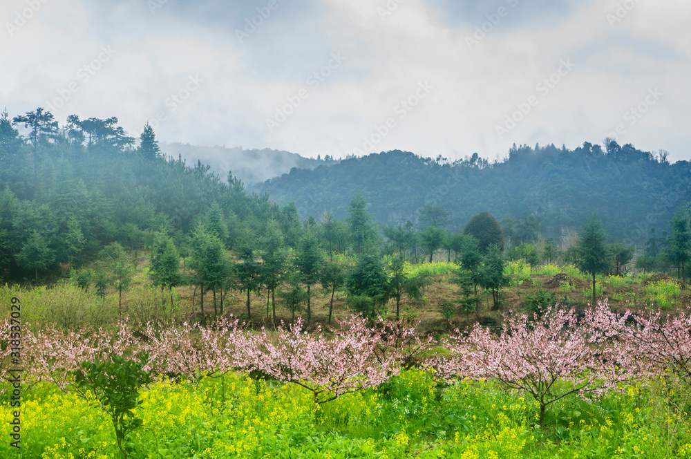 Naklejka premium The rural scenery in the mist in spring