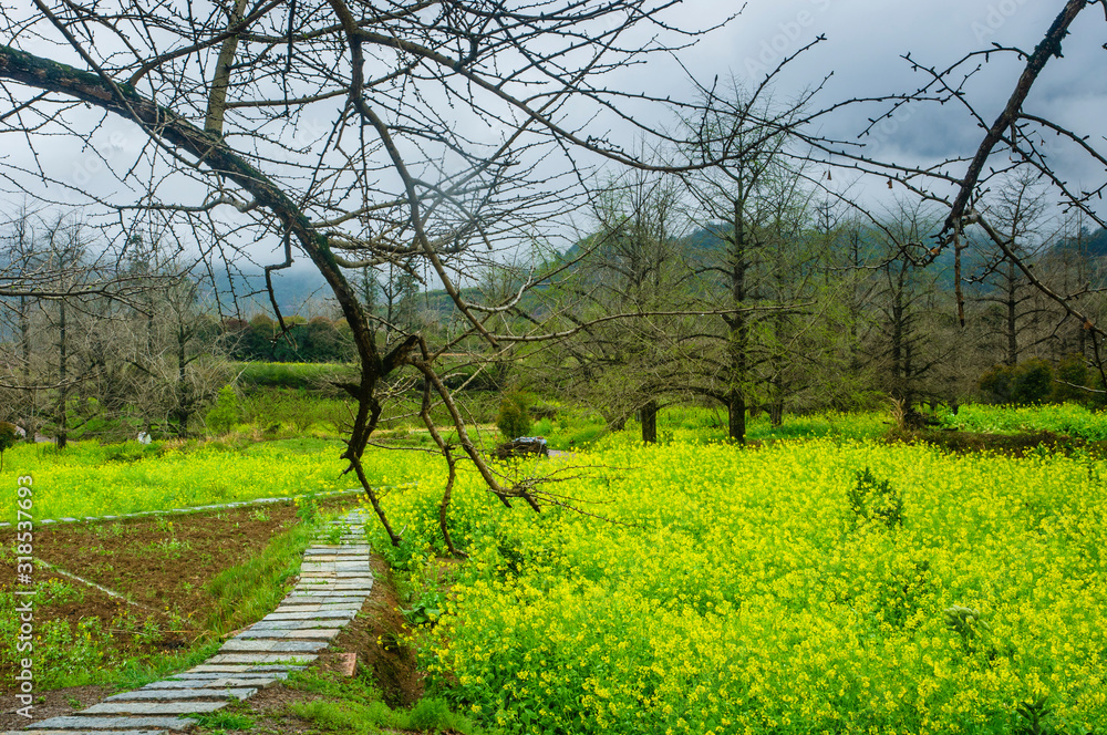Fototapeta premium The path in the countryside