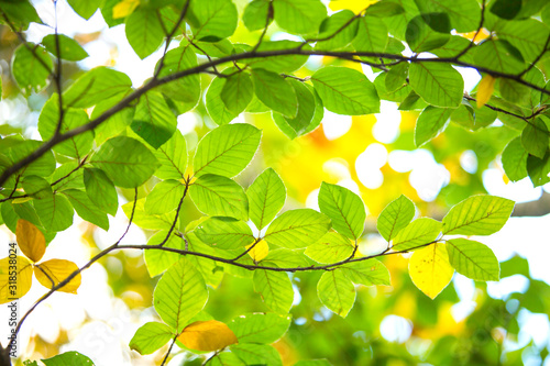 green leaves of tree Fall Otoño Autumn