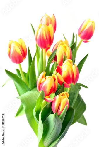 Tulip. Yellow and red spring flowers isolated on white background. Bouguet of tulips.