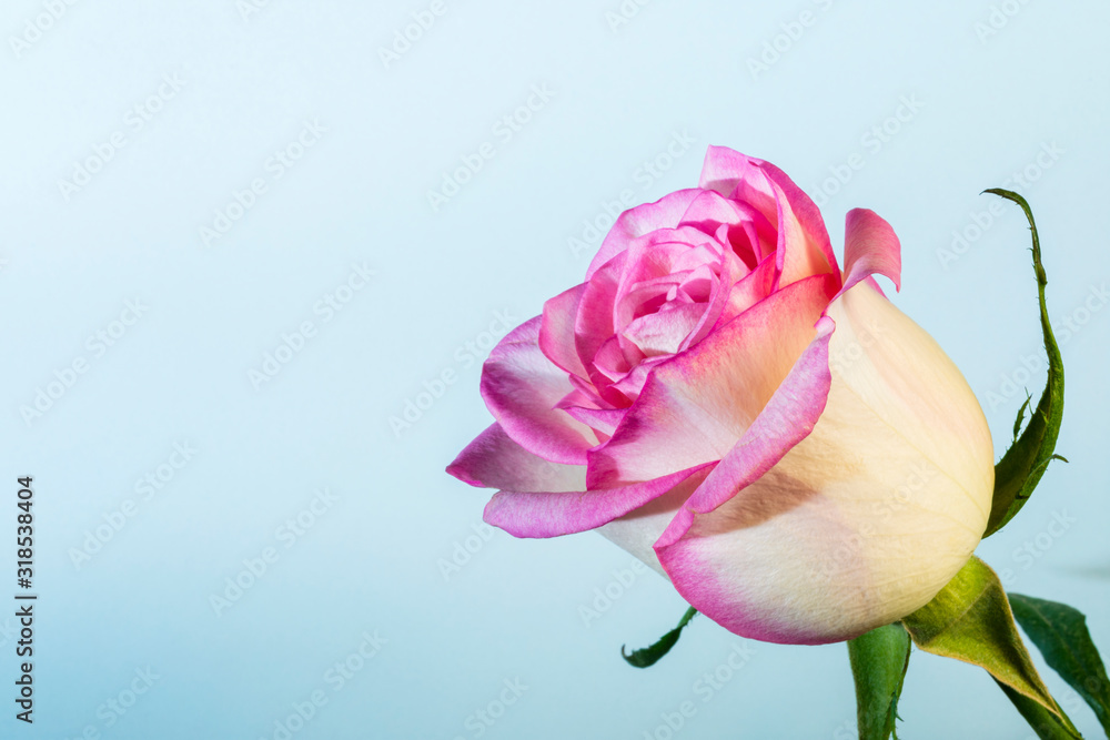 mother's day and valentines day background with pink rose on blue with copy space, close up of pink rose flower mother's day and valentines day background with pink rose on blue with copy space, close up of pink rose flower