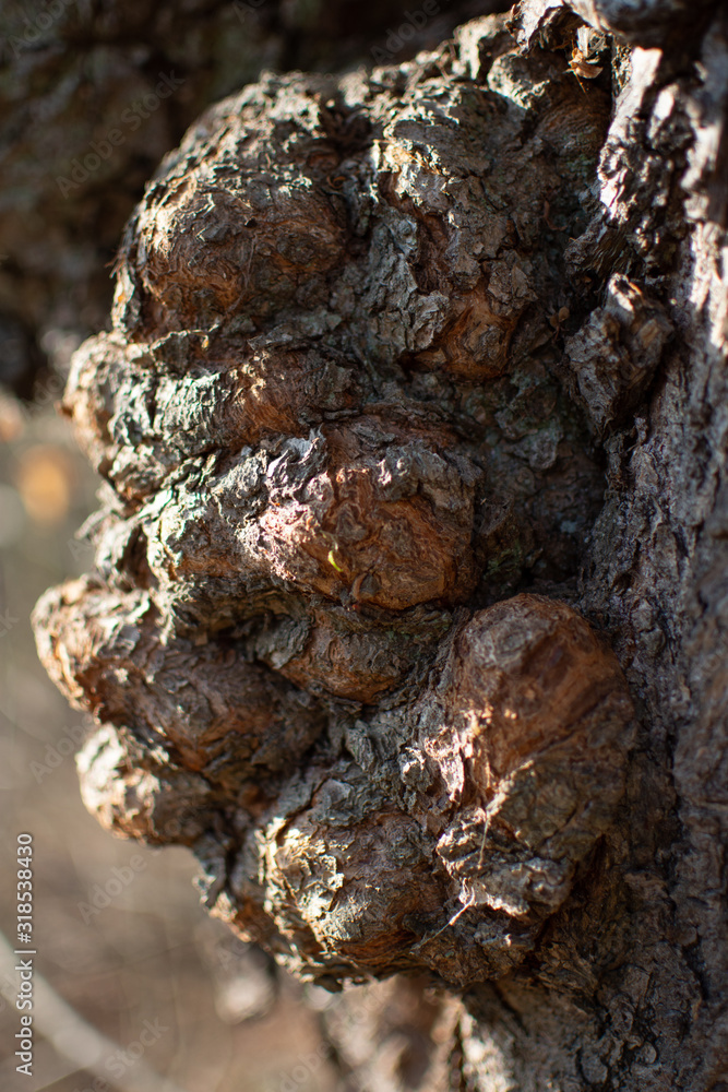 Tree disease, cancer (Canker) on the trunk of an old maple, forest in Poland, Lower Silesia Tree disease, cancer (Canker) on the trunk of an old maple, forest in Poland, Lower Silesia