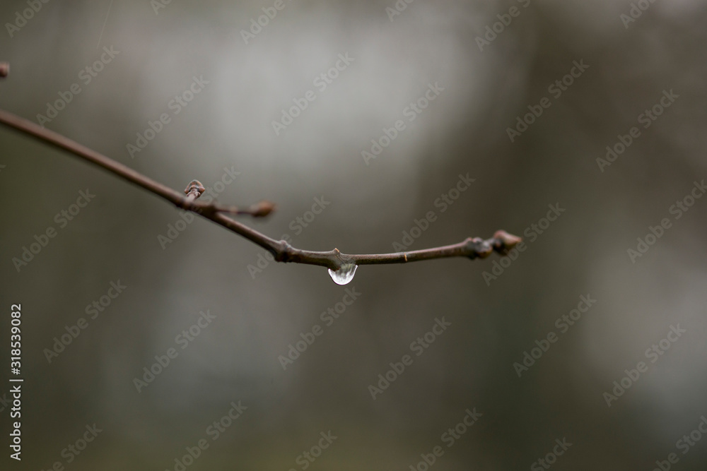 Raindrops on spring tree branches Raindrops on spring tree branches