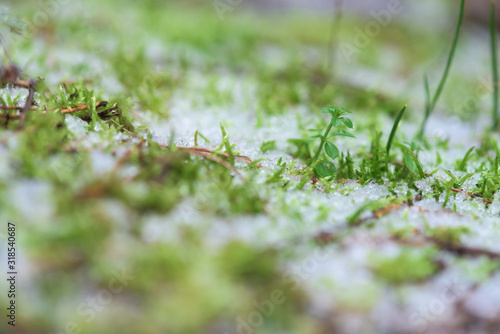 moss leaves are visible through the melted snow. green grass under snow in spring. background image . spring warmth © Taranova_ksenya