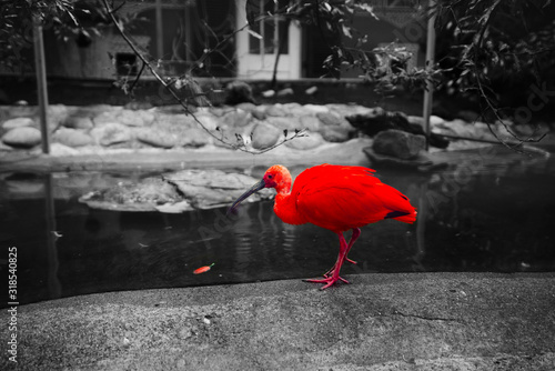 Red Bird watchin feather photo