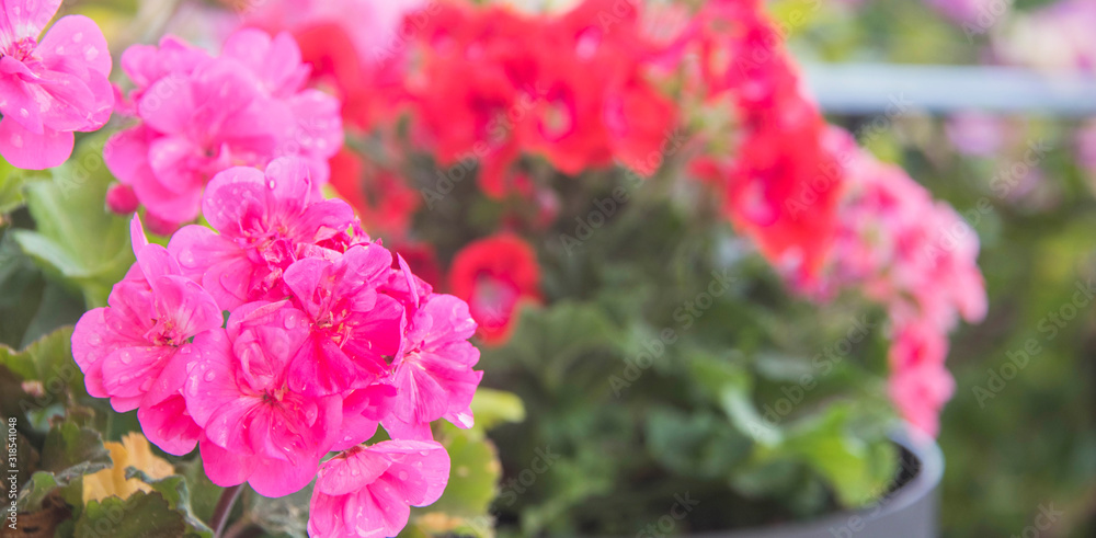geranium in summer garden. Ivy-leaf pelargonium.Geranium Peltatum. Decorative plants. geranium in summer garden. Ivy-leaf pelargonium.Geranium Peltatum. Decorative plants.