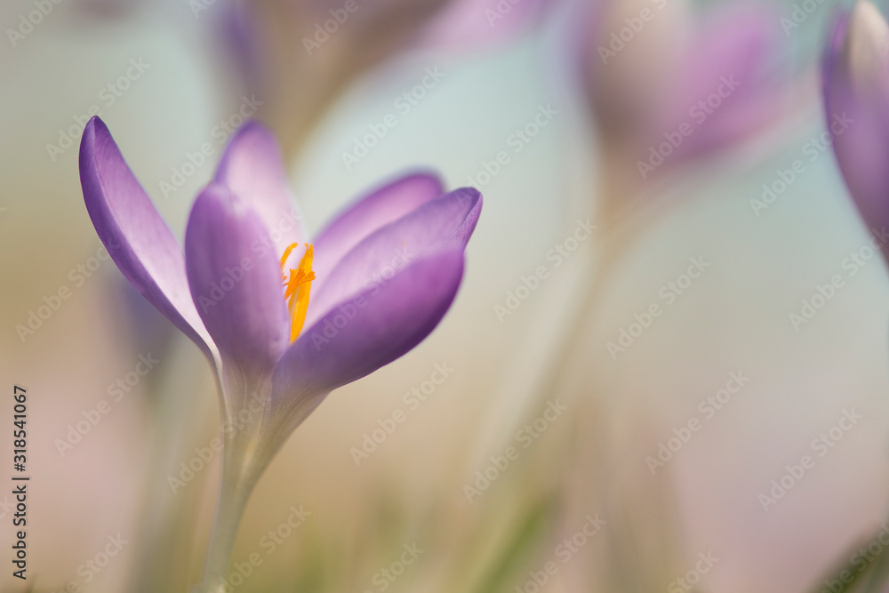 Blooming purple crocus flowers in a soft focus on a sunny spring day Blooming purple crocus flowers in a soft focus on a sunny spring day
