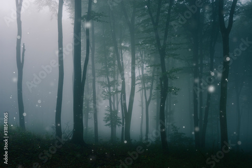 foggy mysterious fantasy forest landscape