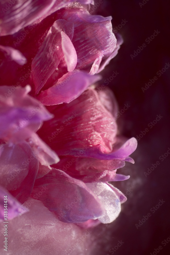 Background of pink peony flower in ice cube with air bubbles. Background of pink peony flower in ice cube with air bubbles.