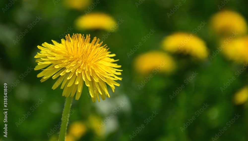 Blühender gelber Löwenzahn auf einer Wildblumenwiese - Hintergrund - Website Blühender gelber Löwenzahn auf einer Wildblumenwiese - Hintergrund - Website