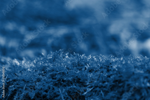 dew on the leaves in the spring and the remnants of snow. close up. classic blue color of the year 2020 . space for text. background