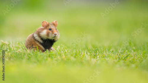 Photos Adorable black bellied hamster standing upright in a green grass field