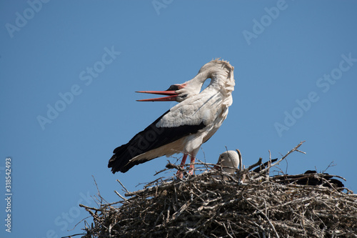 Φωτογραφία Rattling stork on its nest on a blue sky