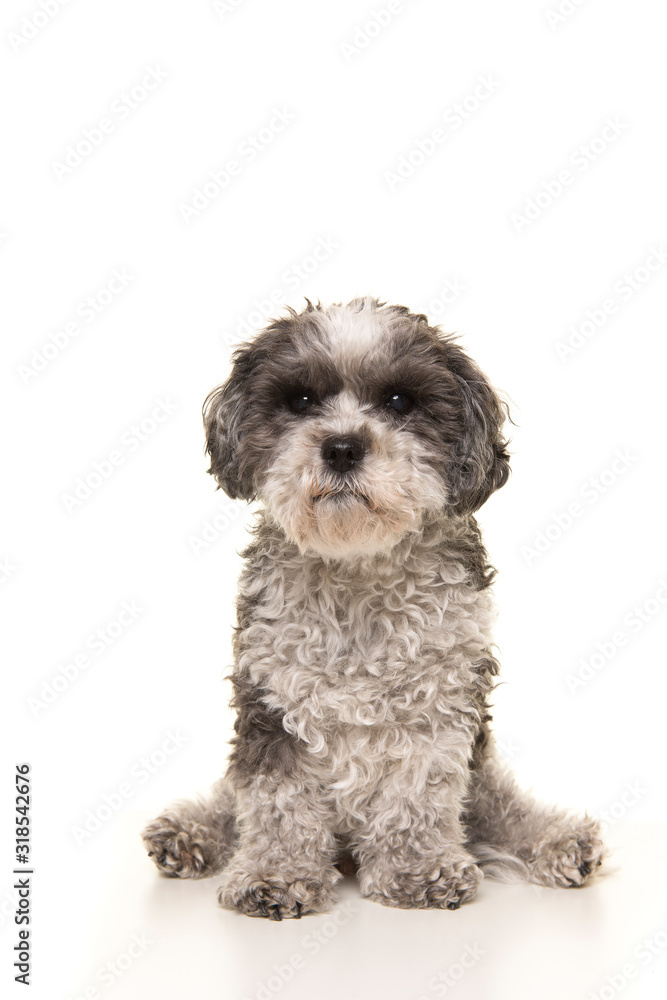 Cute gray senior poodle looking at camera isolated on a white background in a vertical image Cute gray senior poodle looking at camera isolated on a white background in a vertical image