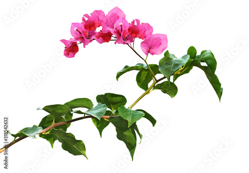 Leinwand Poster Bougainvillea flowers and leaves