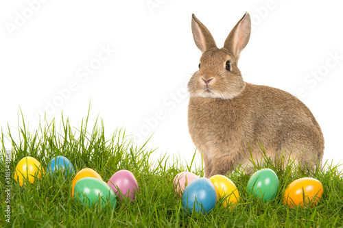Photography Easter bunny on a grass field with colorful easter eggs on a white background