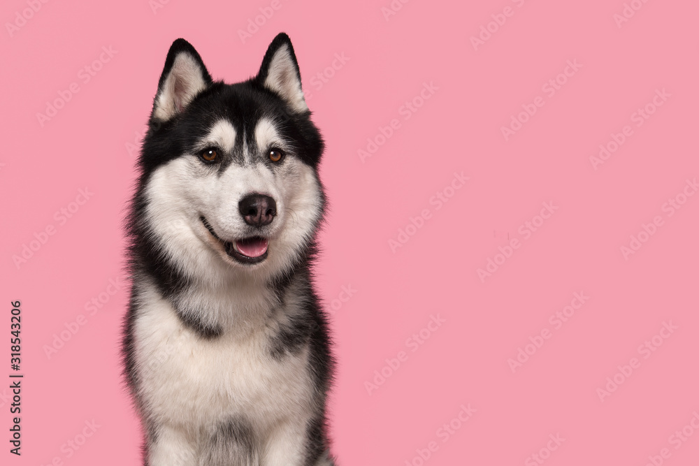 Portrait of a siberian husky glancing away on a pink background