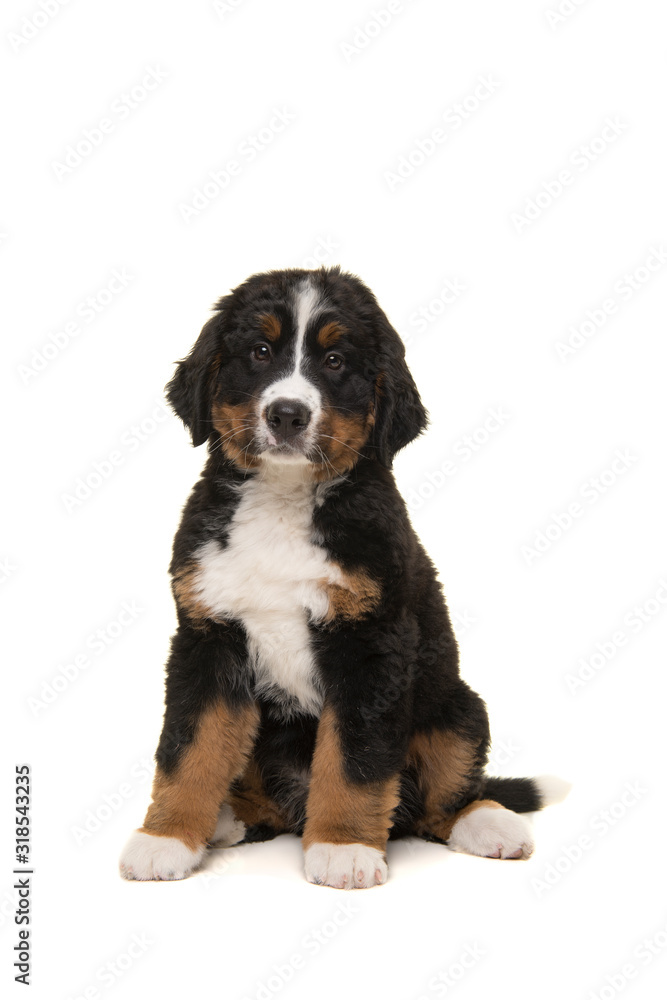 Cute bernese mountain dog puppy looking at the camera sitting isolated on a white background