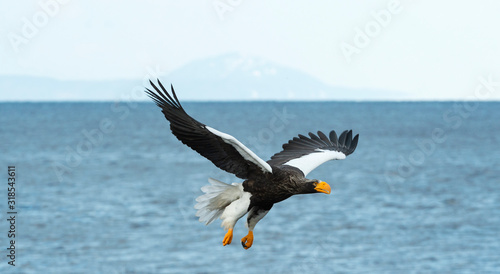 Adult Steller's sea eagle in flight. Scientific name: Haliaeetus pelagicus. Blue ocean, snow-covered mountain  and blue sky  background.