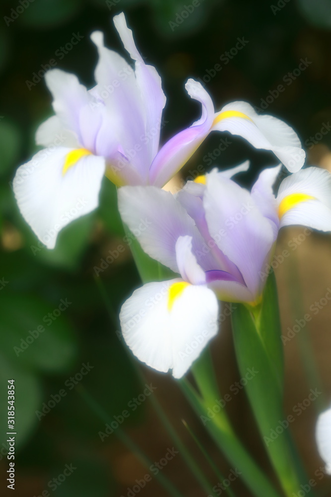 Obraz premium 美しい菖蒲_ソフトイメージ