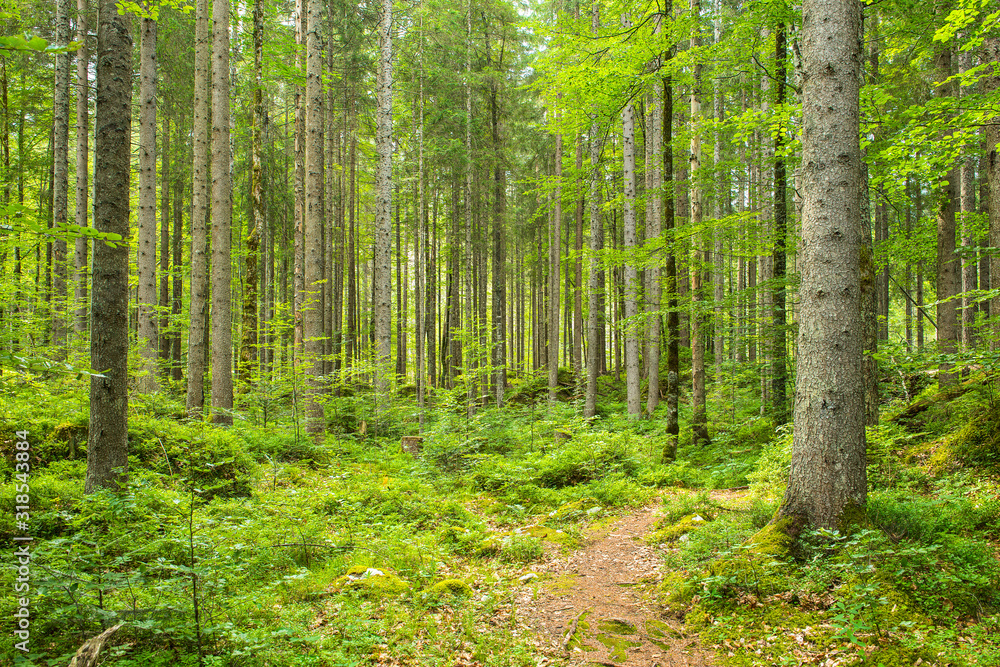 Landscape with a path to a spring forest with trees everywhere Landscape with a path to a spring forest with trees everywhere
