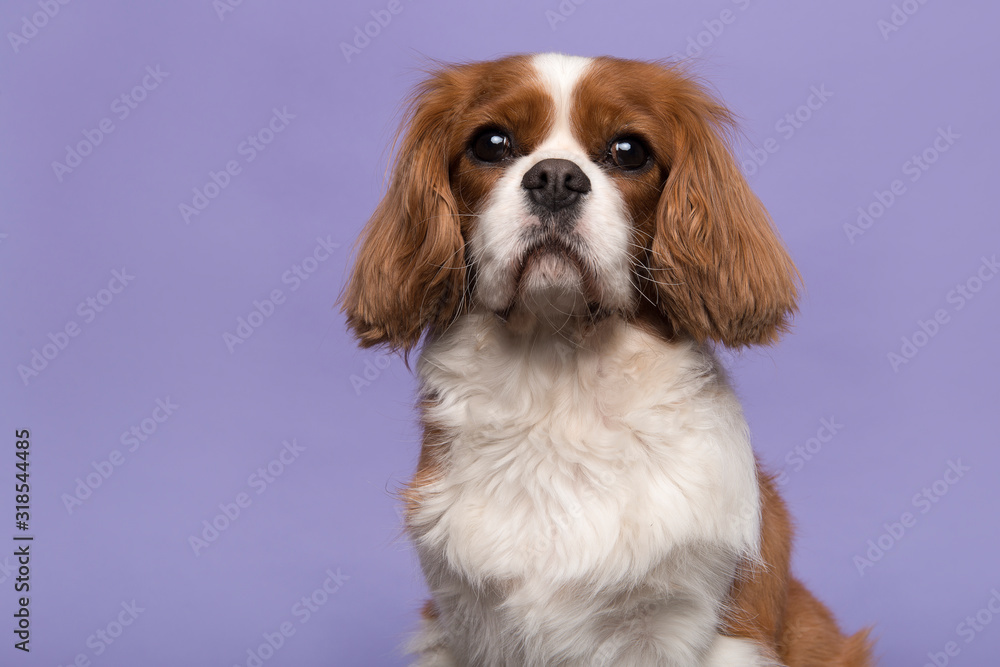 Portrait of a Cavalier King Charles Spaniel dog looking at the camera isolated on a purple background