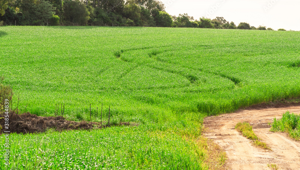 Irrigated rice crop and the road... Irrigated rice crop and the road...